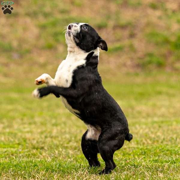 Flash, Boston Terrier Puppy